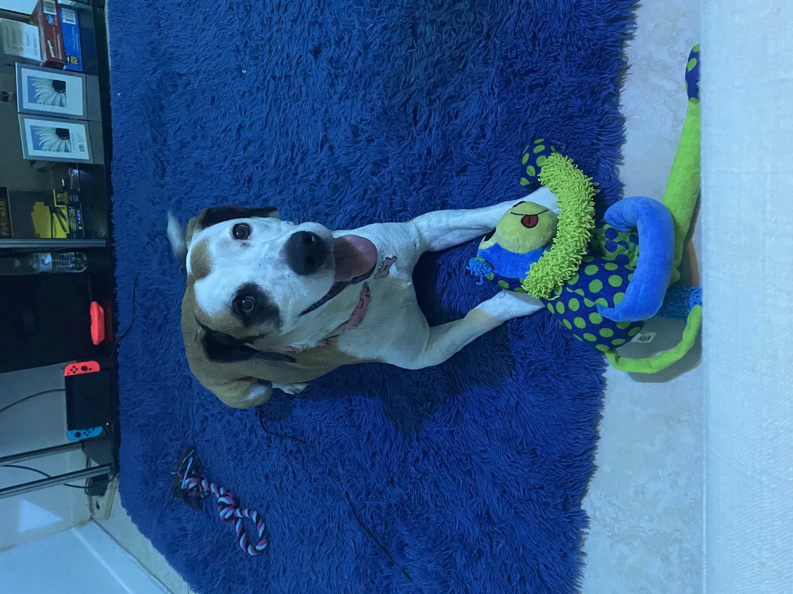 Lost dog in Miami, FL, 33145