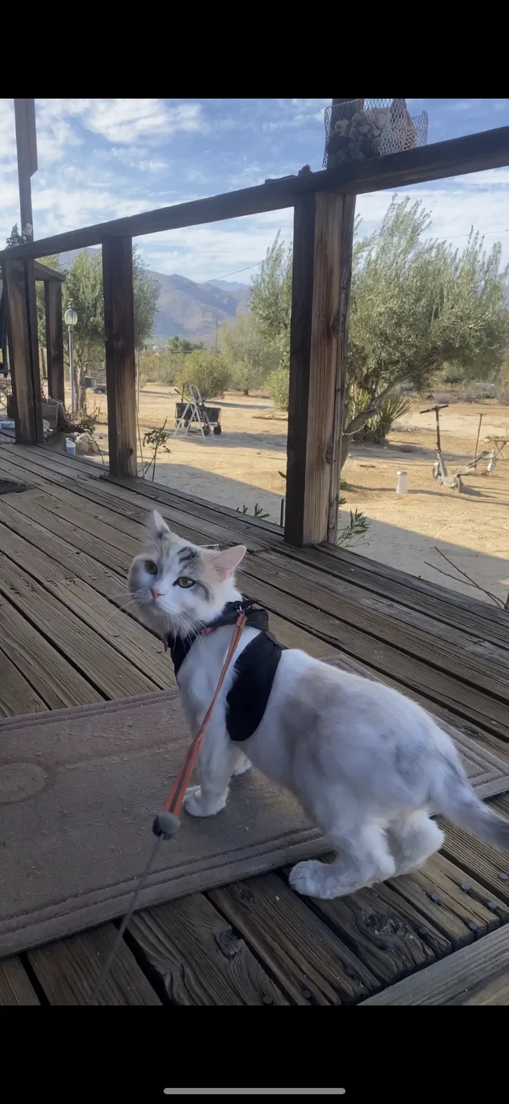 Lost cat in Julian, CA, 92036