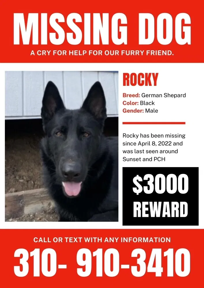 Lost dog in Pacific Palisades, CA, 90272