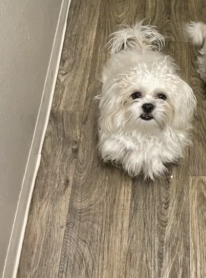Lost dog in Westminster, CO, 80031