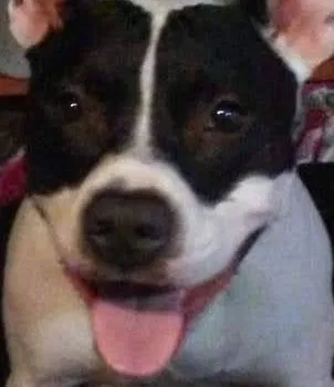 Lost dog in Emmett, ID, 83617