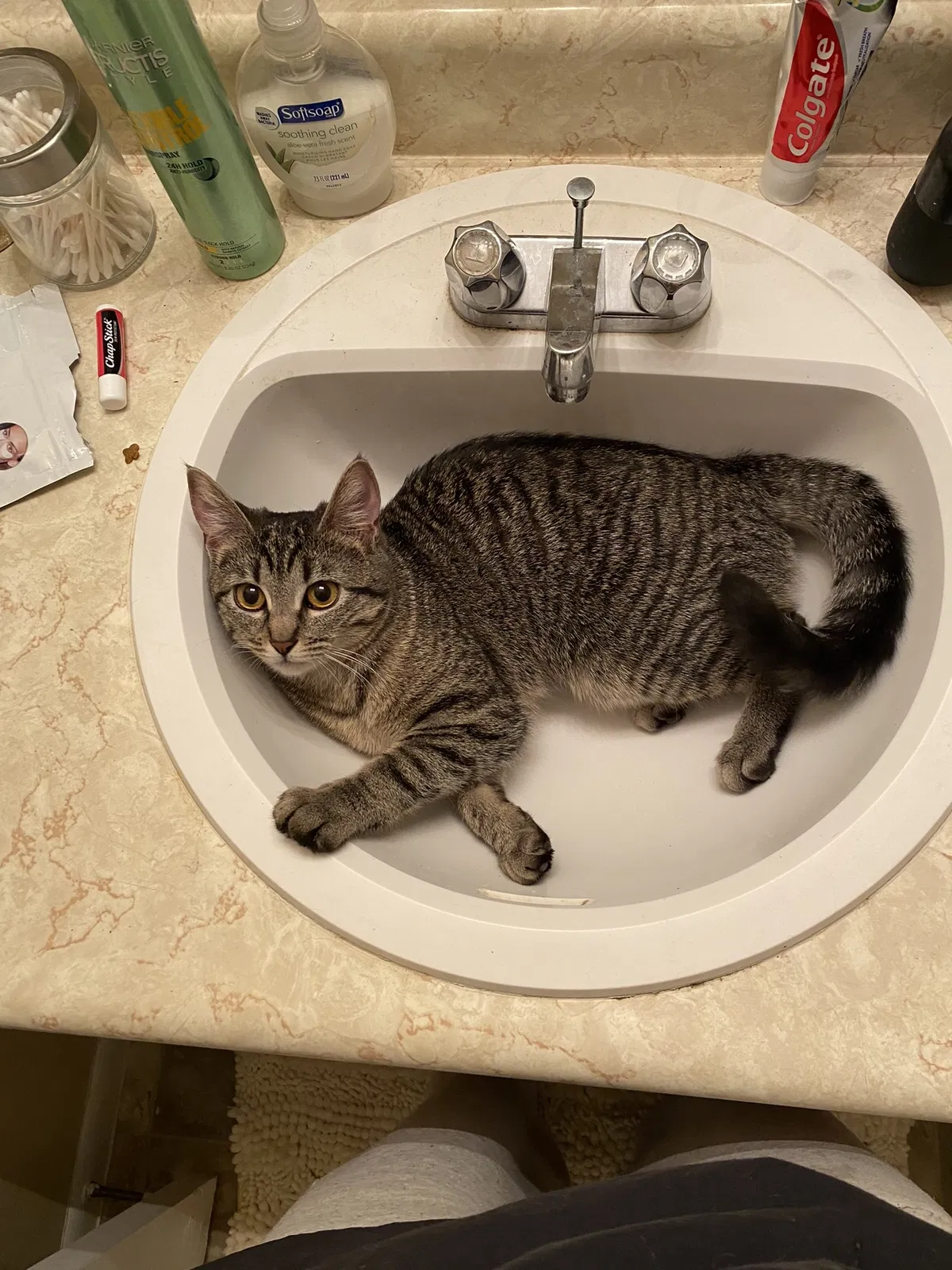 Lost cat in Kansas City, MO, 64155