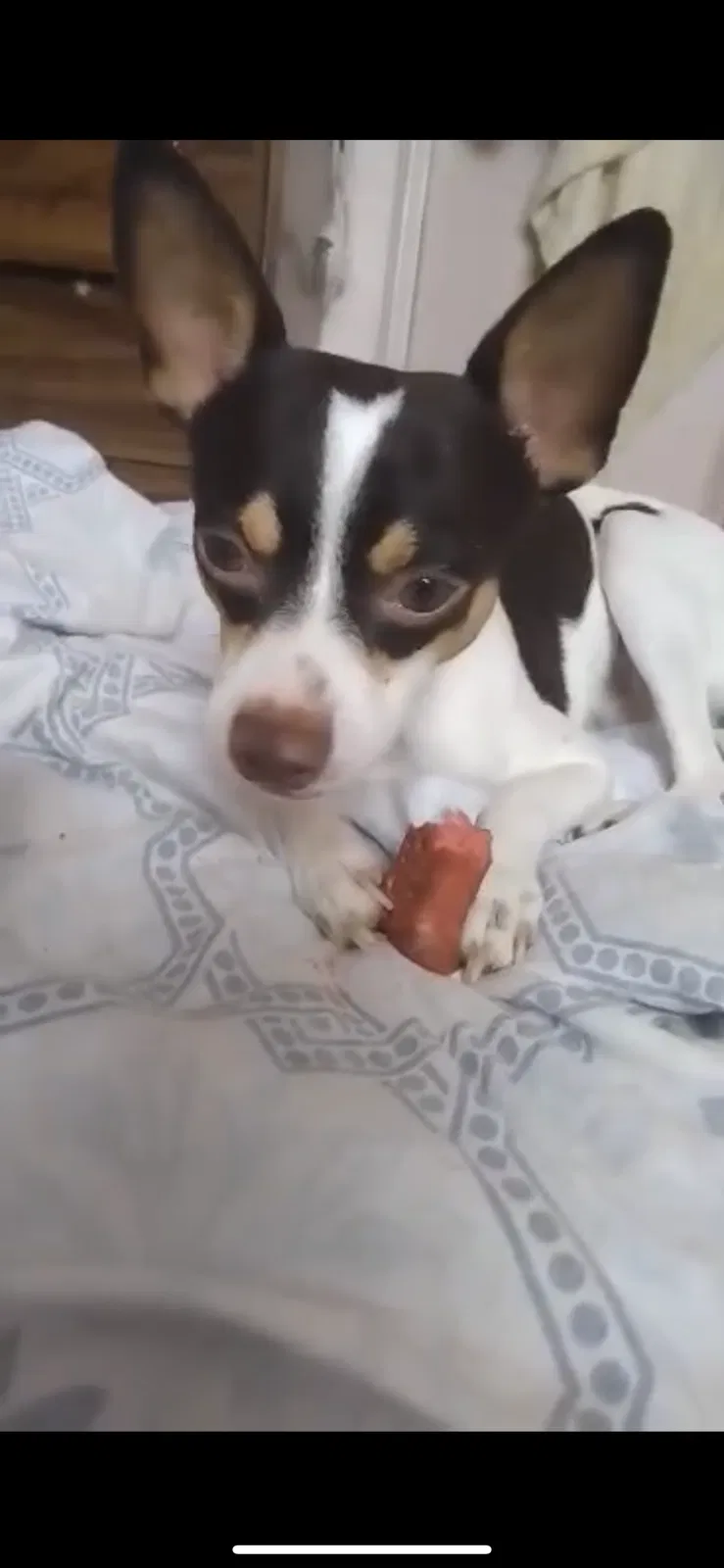 Lost dog in El Paso, TX, 79936