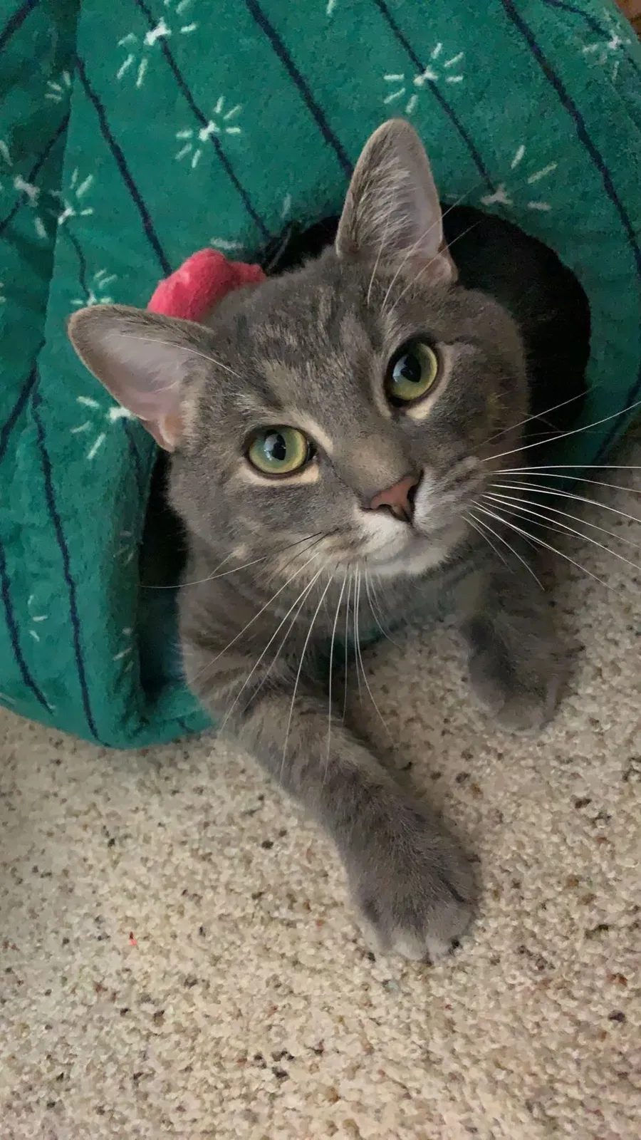 Lost cat in Pittsburgh, PA, 15212