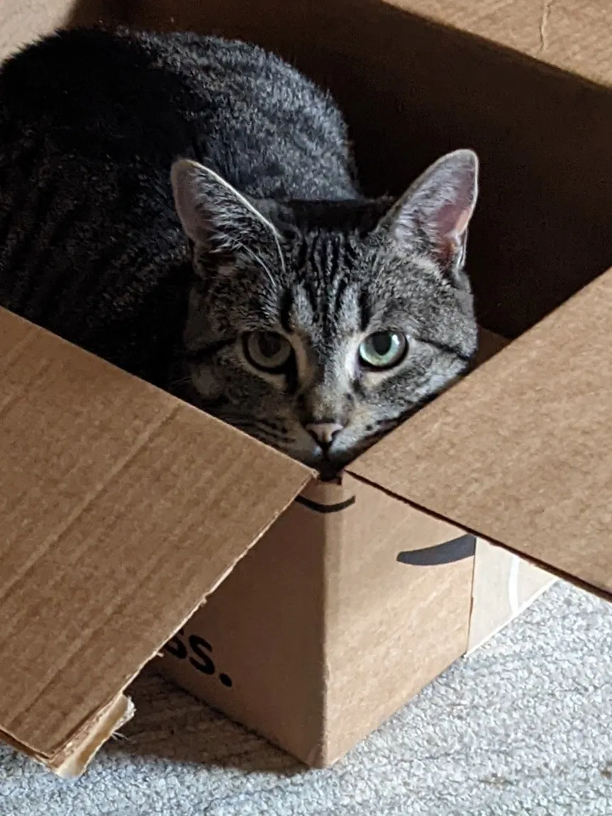 Lost cat in Saint Louis, MO, 63122