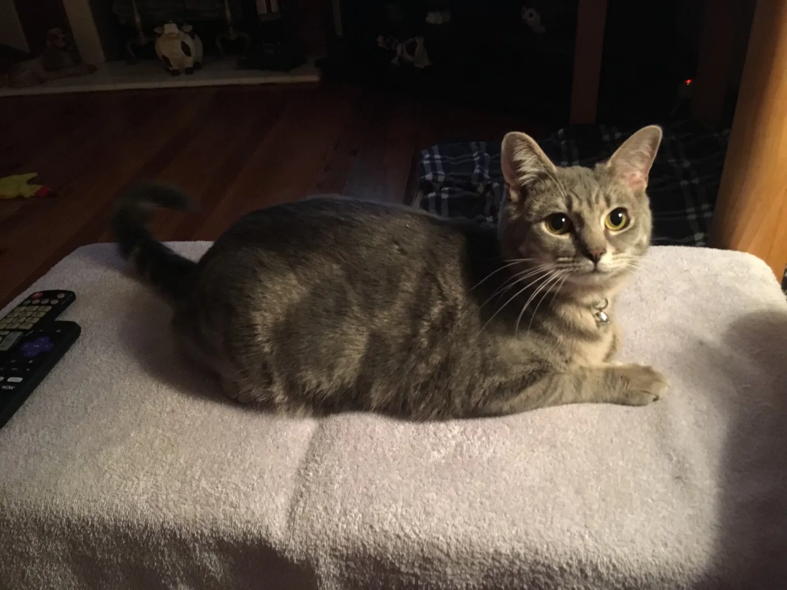 Lost cat in Oxford, GA, 30054