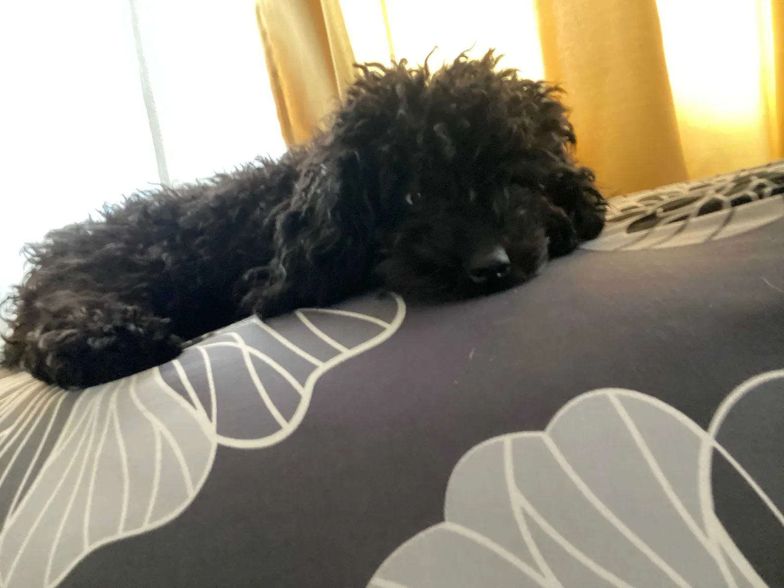 Lost dog in Silver Spring, MD, 20906
