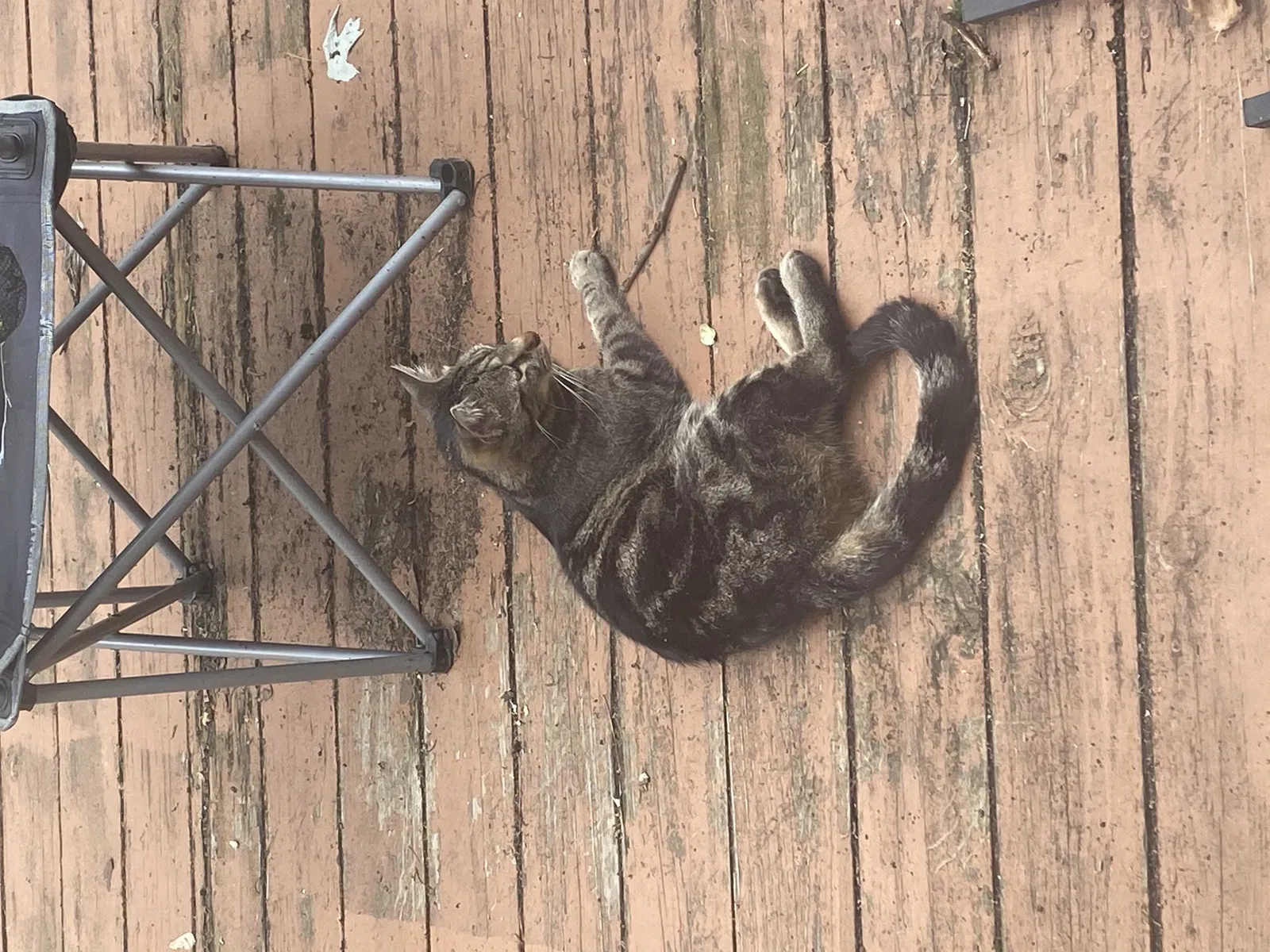 Lost cat in Saint Louis, MO, 63119