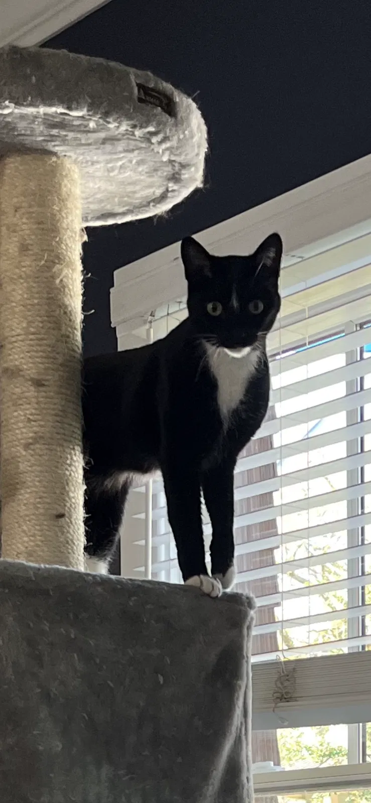 Lost cat in Houston, TX, 77008