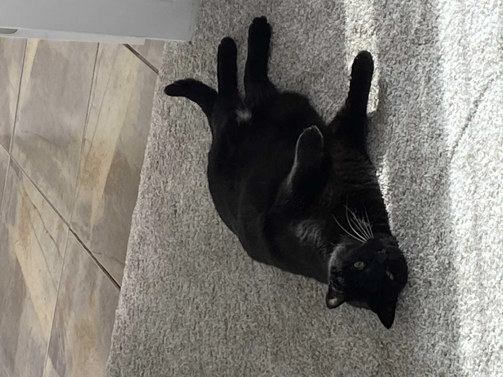 Lost cat in Albuquerque, NM, 87111