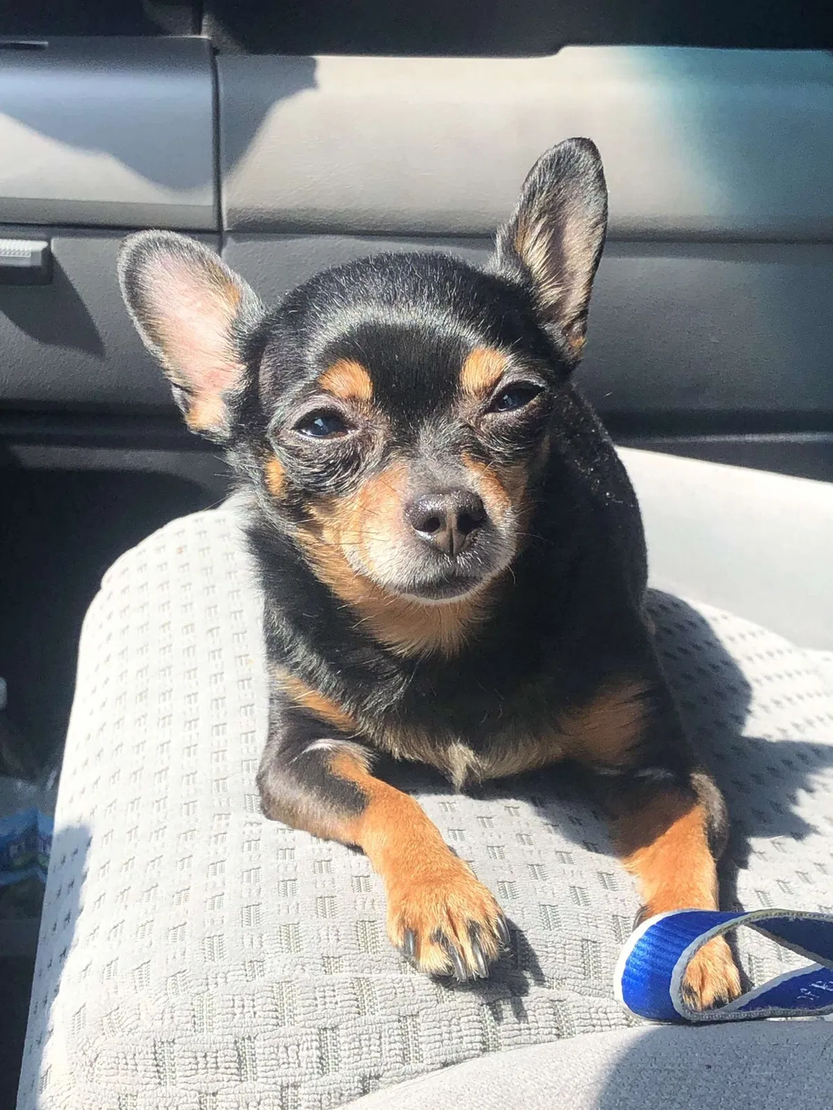 Lost dog in Hopkins, MN, 55343