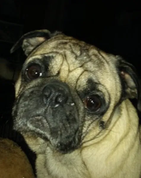 Lost dog in Lobelville, TN, 37097
