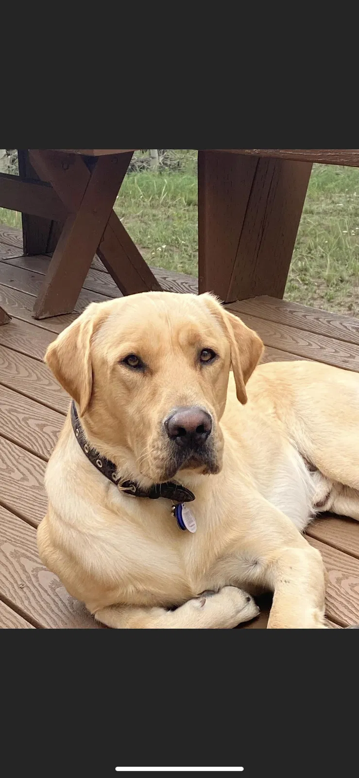 Lost dog in Oceanside, CA, 92054