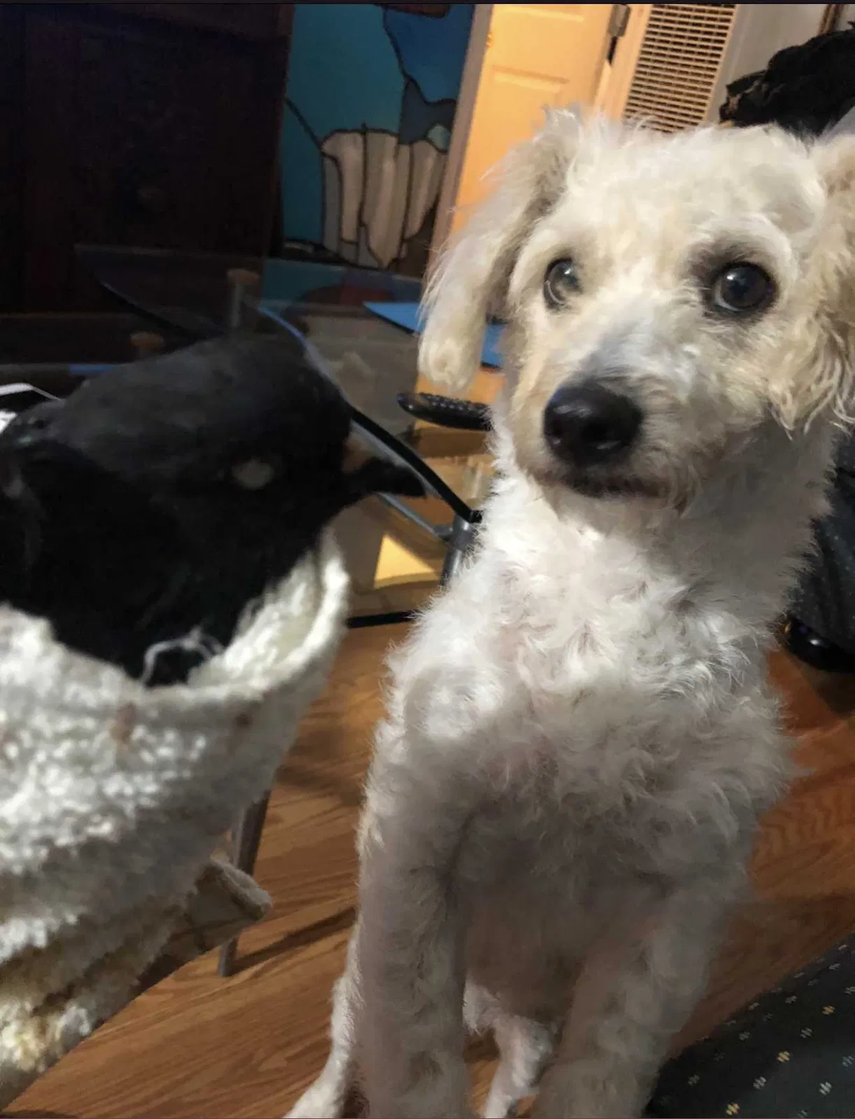 Lost dog in Richmond, CA, 94801
