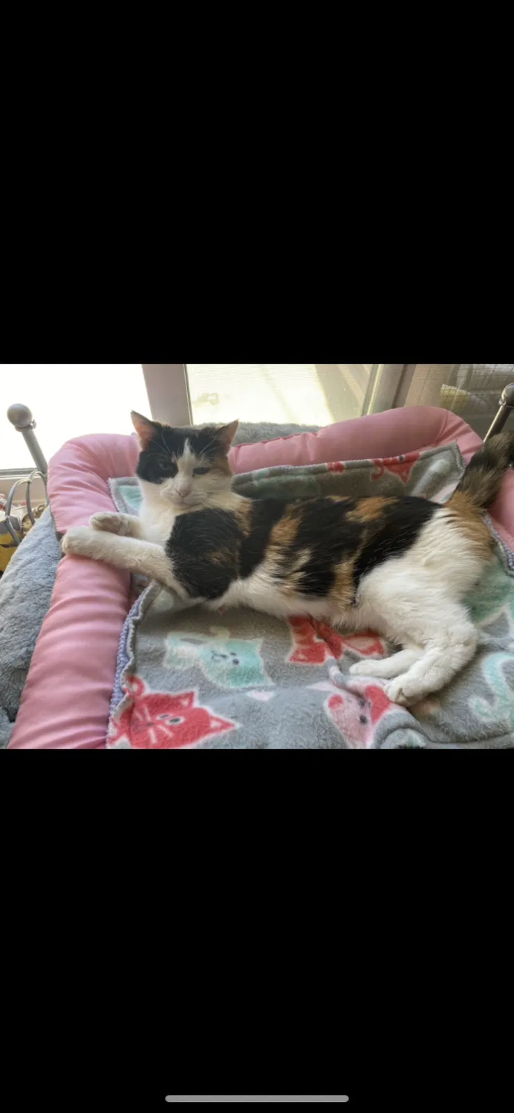 Lost cat in Thousand Oaks, CA, 91360