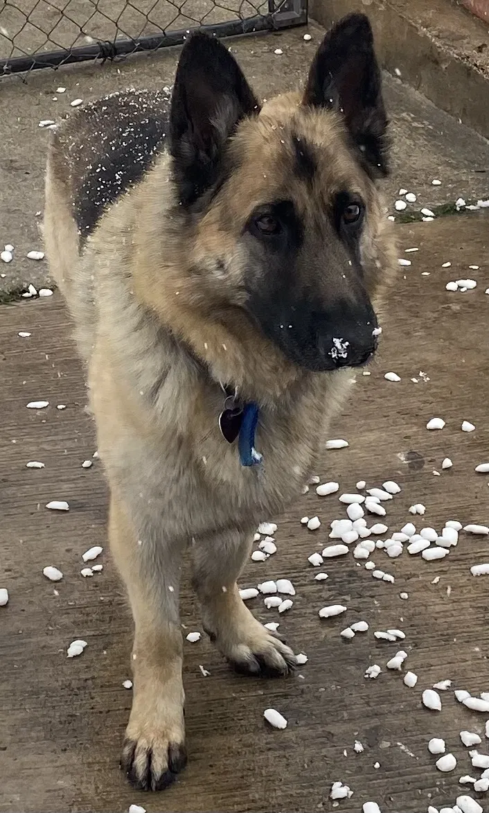 Lost dog in San Antonio, TX, 78210