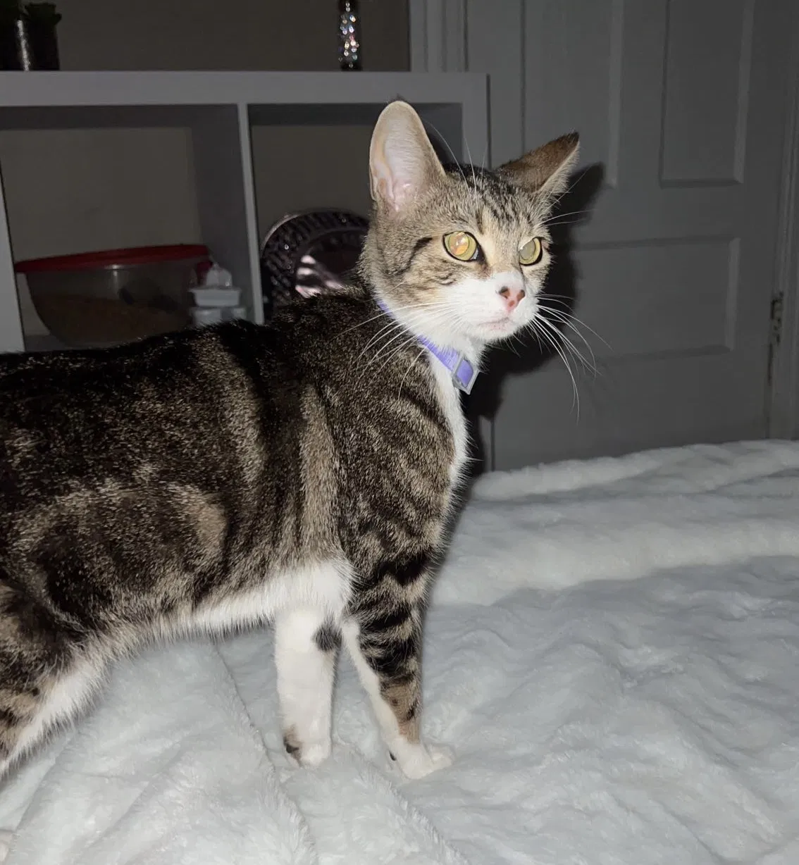 Lost cat in Rochester, NY, 14613