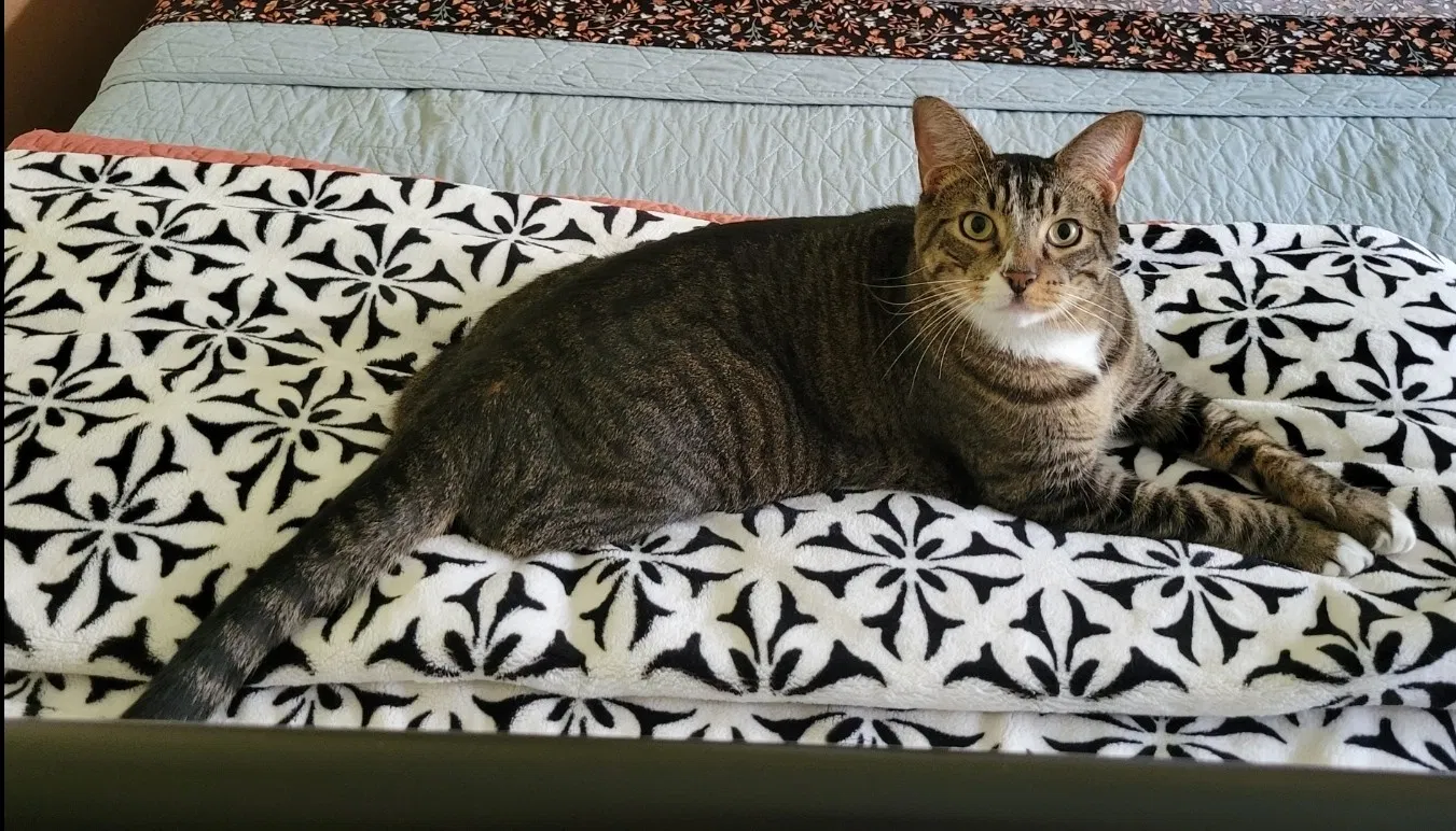 Lost cat in Lake Worth, FL, 33467