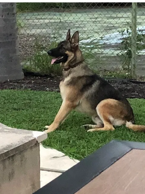 Lost dog in Olmito, TX, 78575