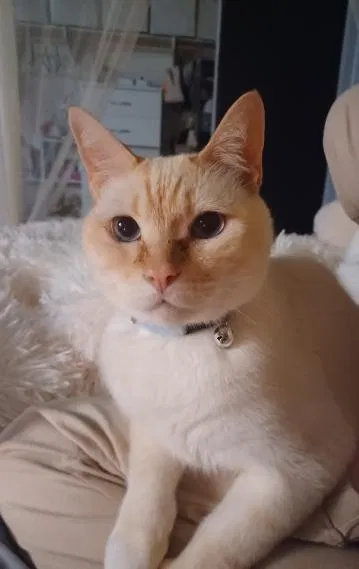 Lost cat in Menifee, CA, 92584