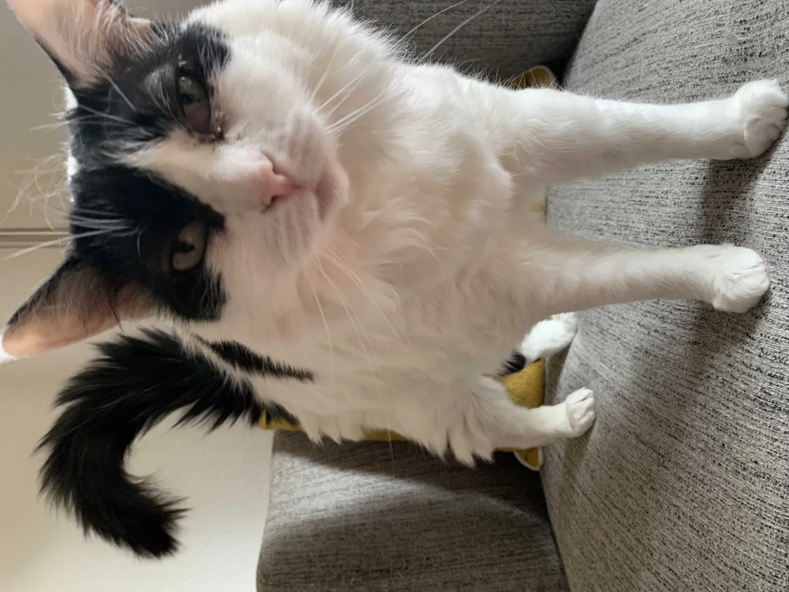 Lost cat in Windsor, CA, 95492