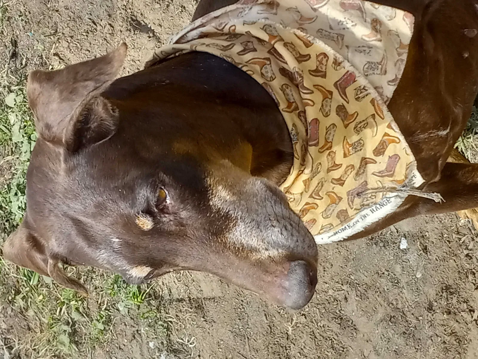 Lost dog in Watsonville, CA, 95076