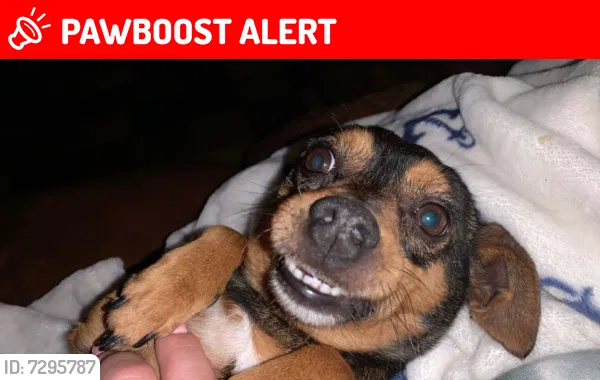 Lost dog in Colorado Springs, CO, 80907