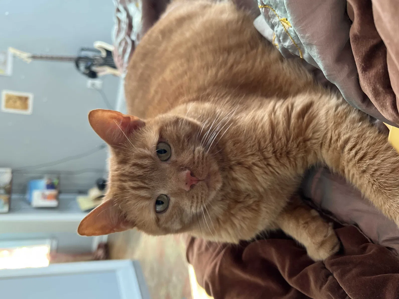 Lost cat in Richmond, VA, 23224