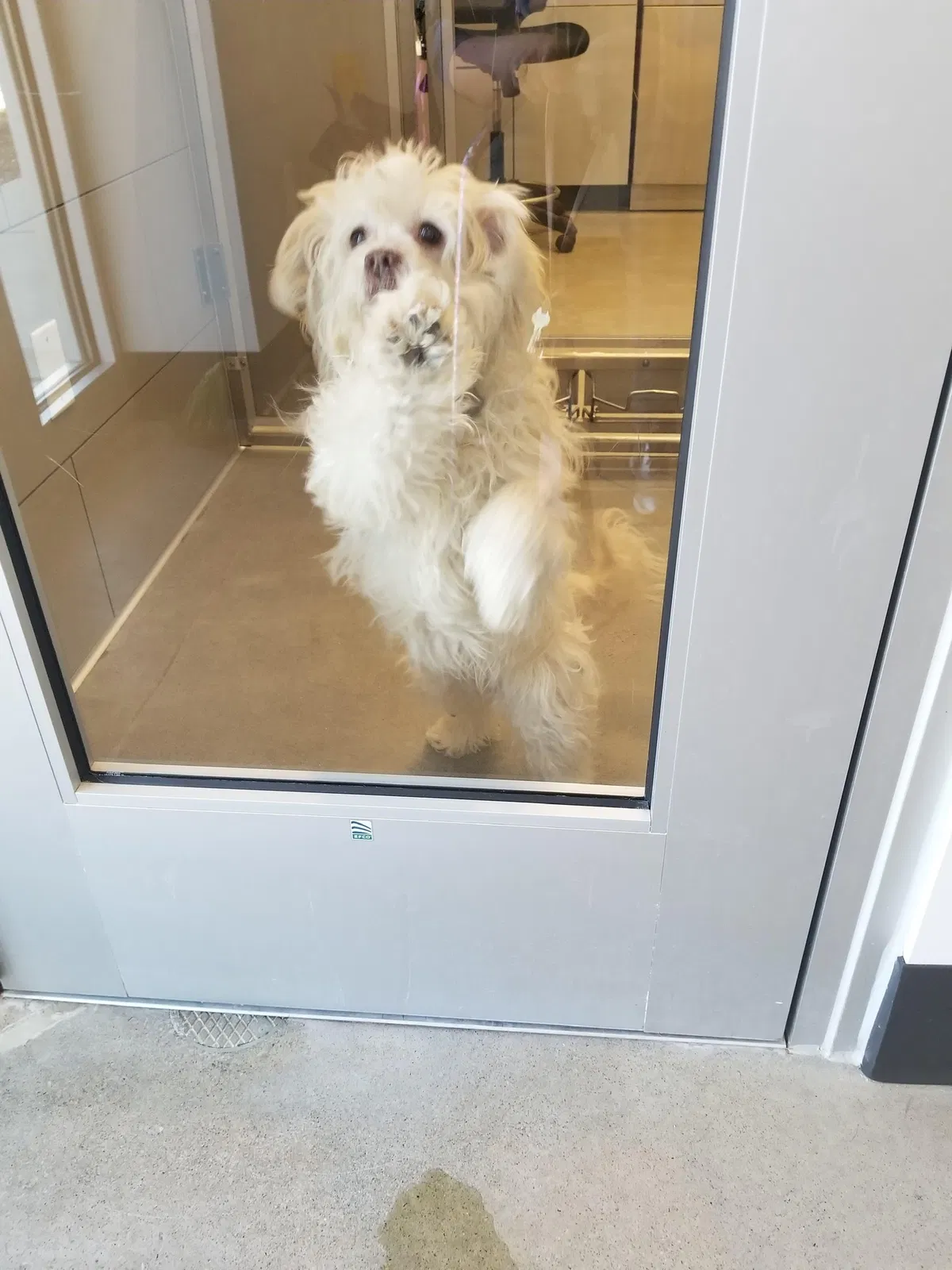 Lost dog in Cleveland, OH, 44105