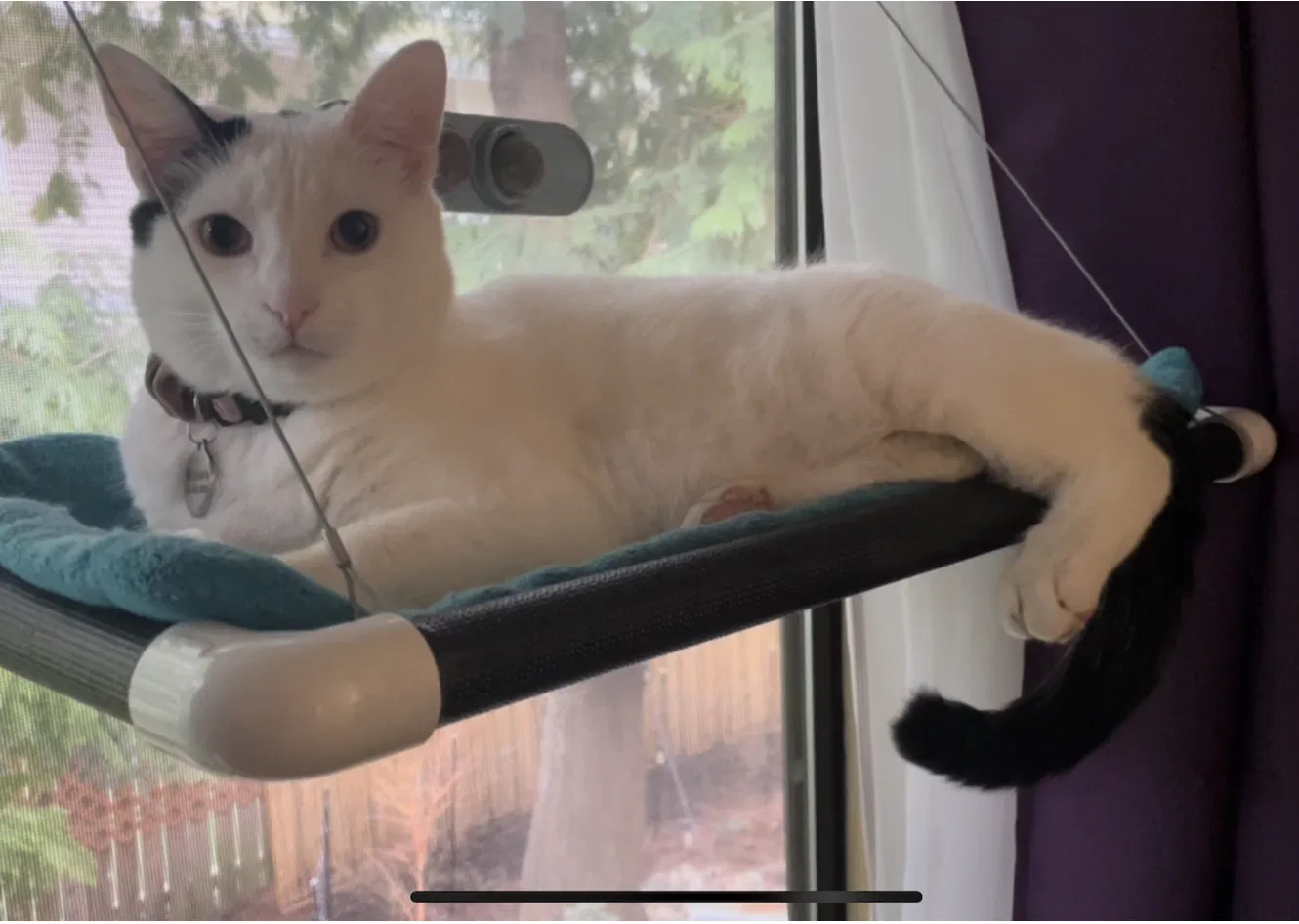 Lost cat in Bellevue, WA, 98007