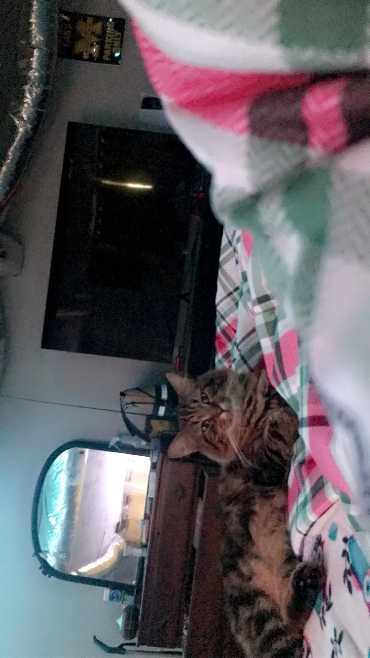 Lost cat in Clinton, TN, 37716