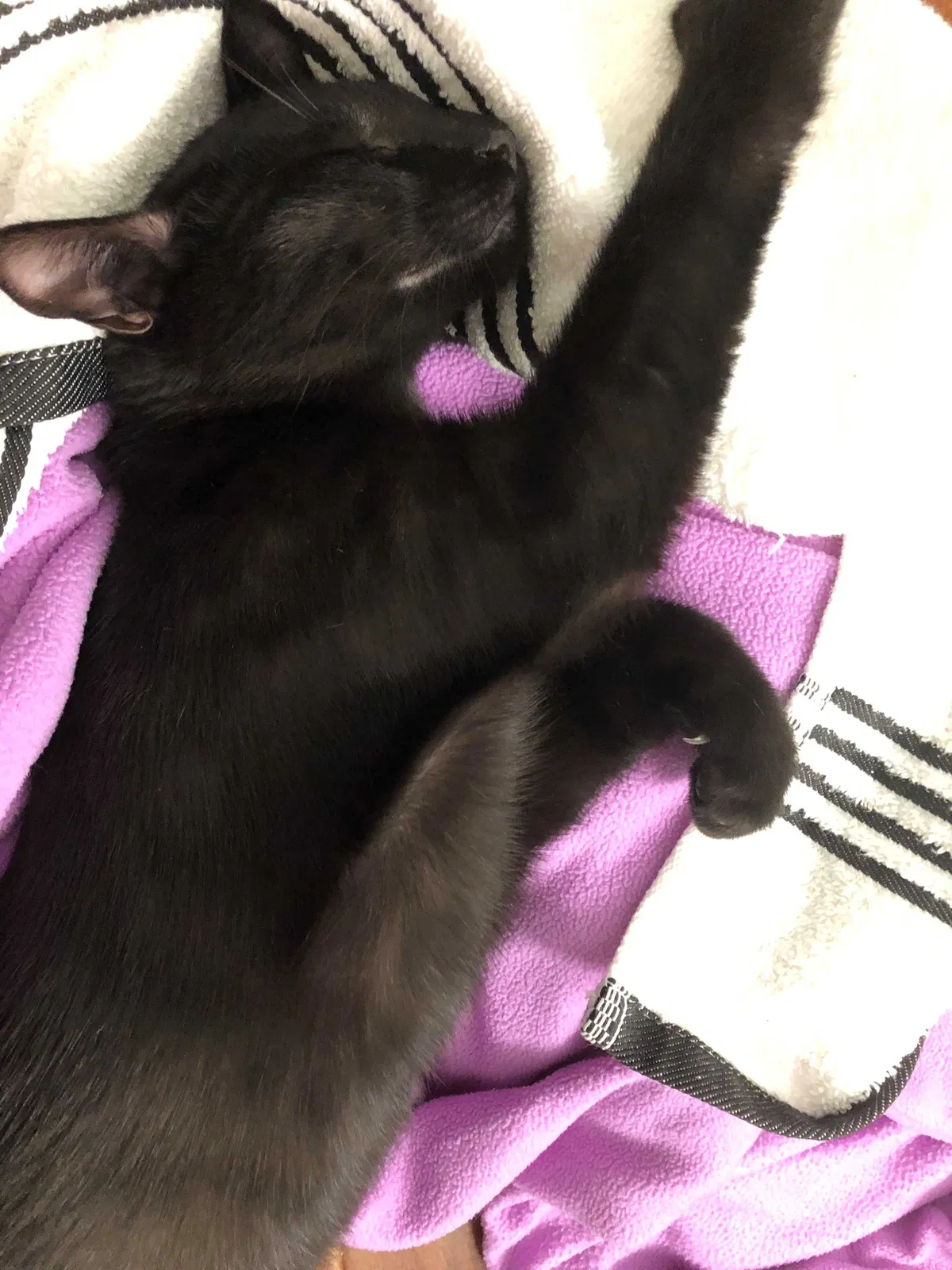 Lost cat in Wellington, FL, 33414
