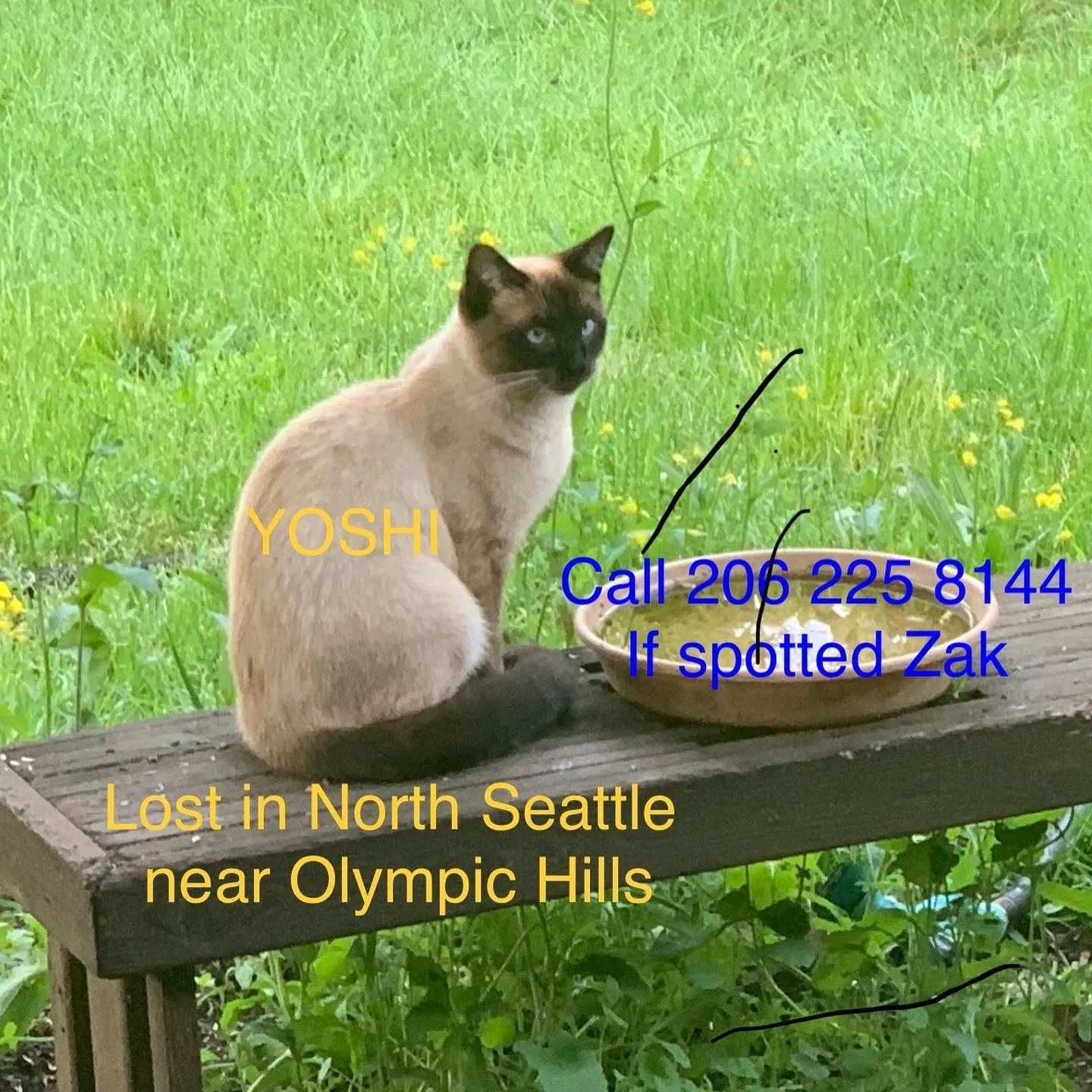Lost cat in Seattle, WA, 98125