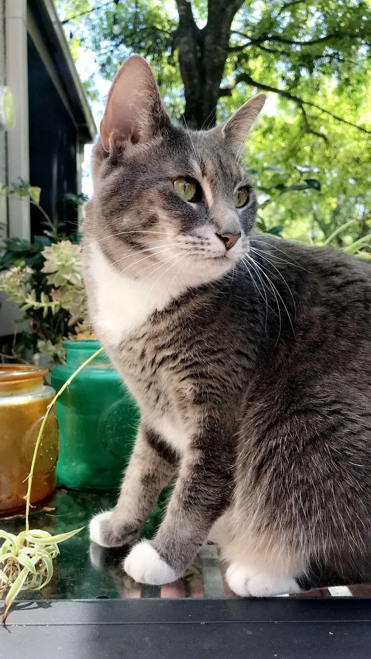 Lost cat in Palm Harbor, FL, 34684