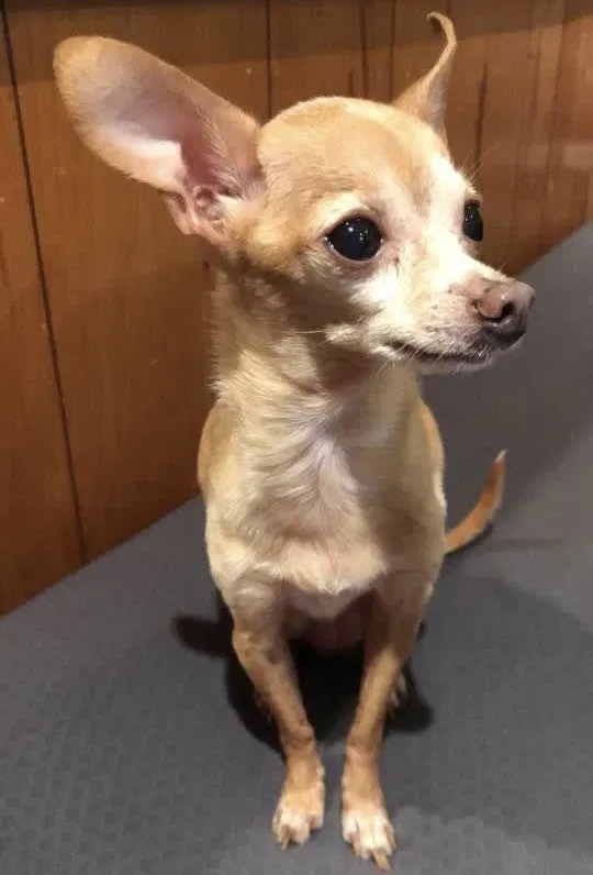 Lost dog in Milpitas, CA, 95035