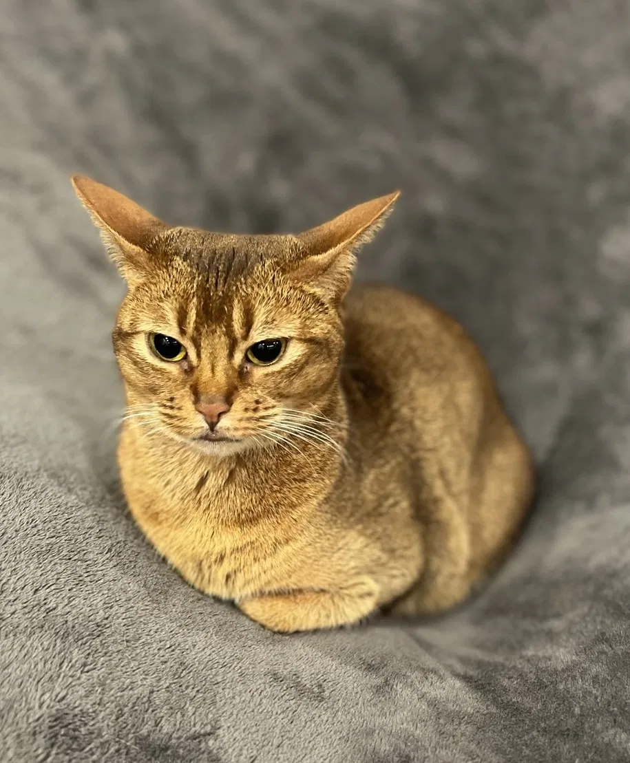 Lost cat in Columbus, OH, 43212