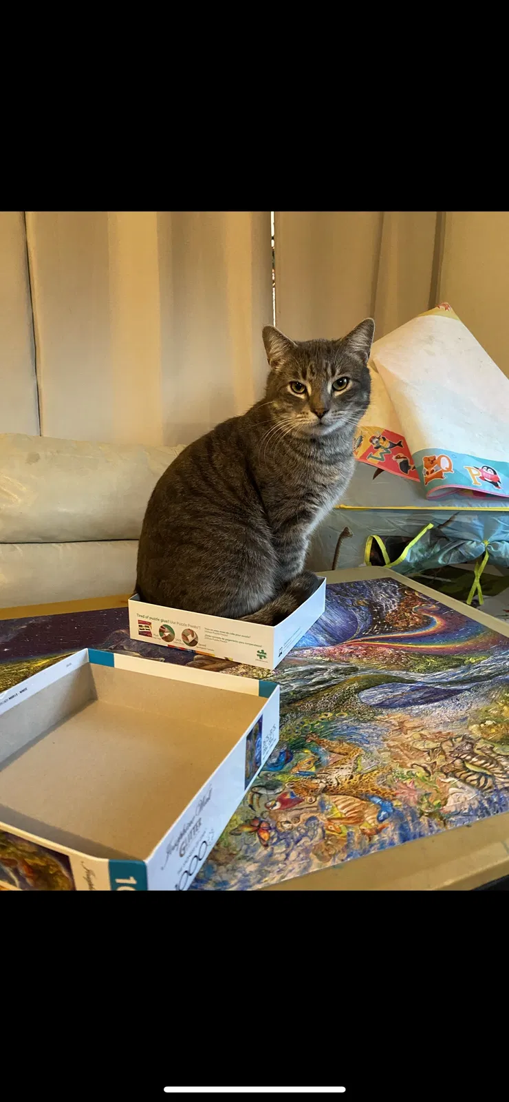 Lost cat in Kirkland, WA, 98034