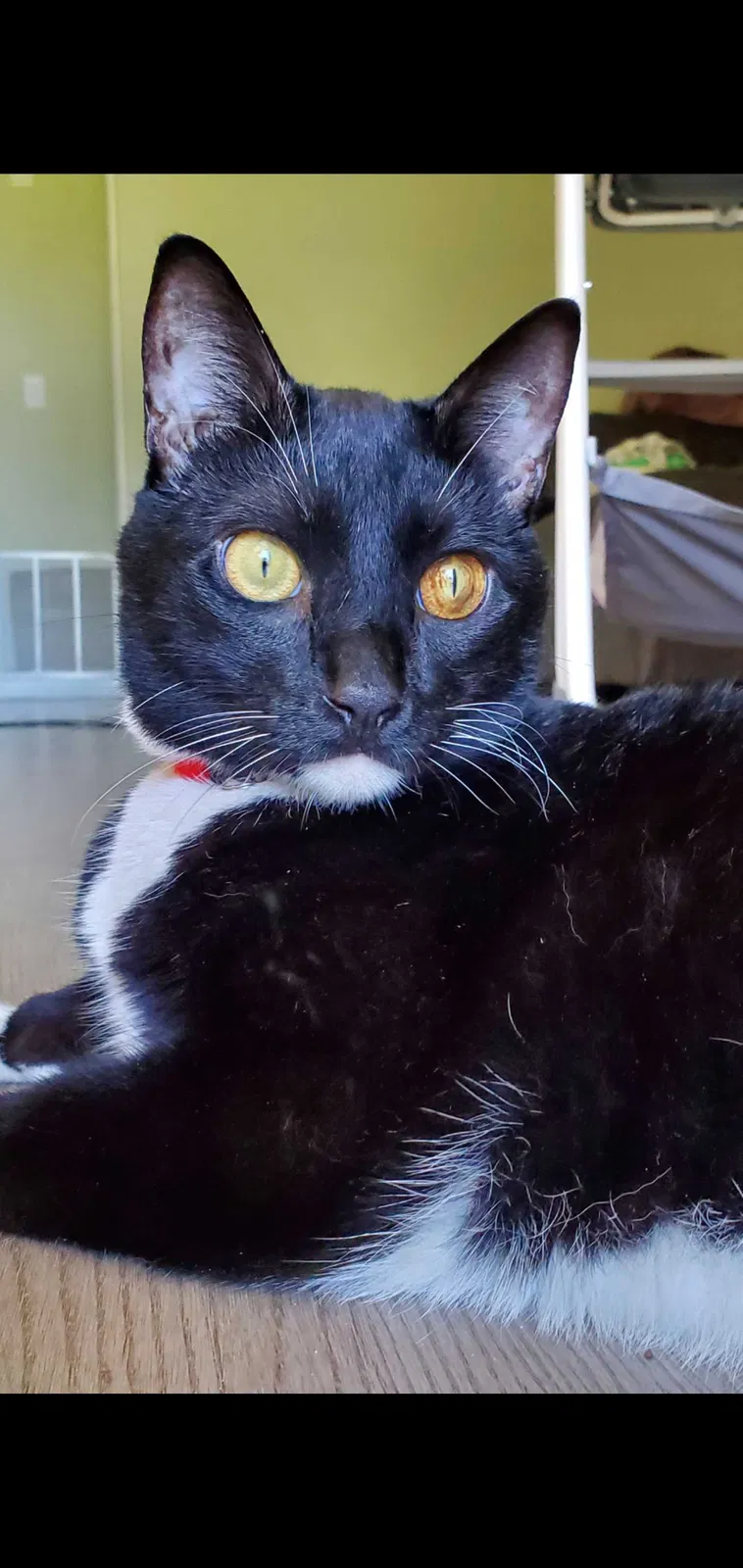 Lost cat in Saint Petersburg, FL, 33714