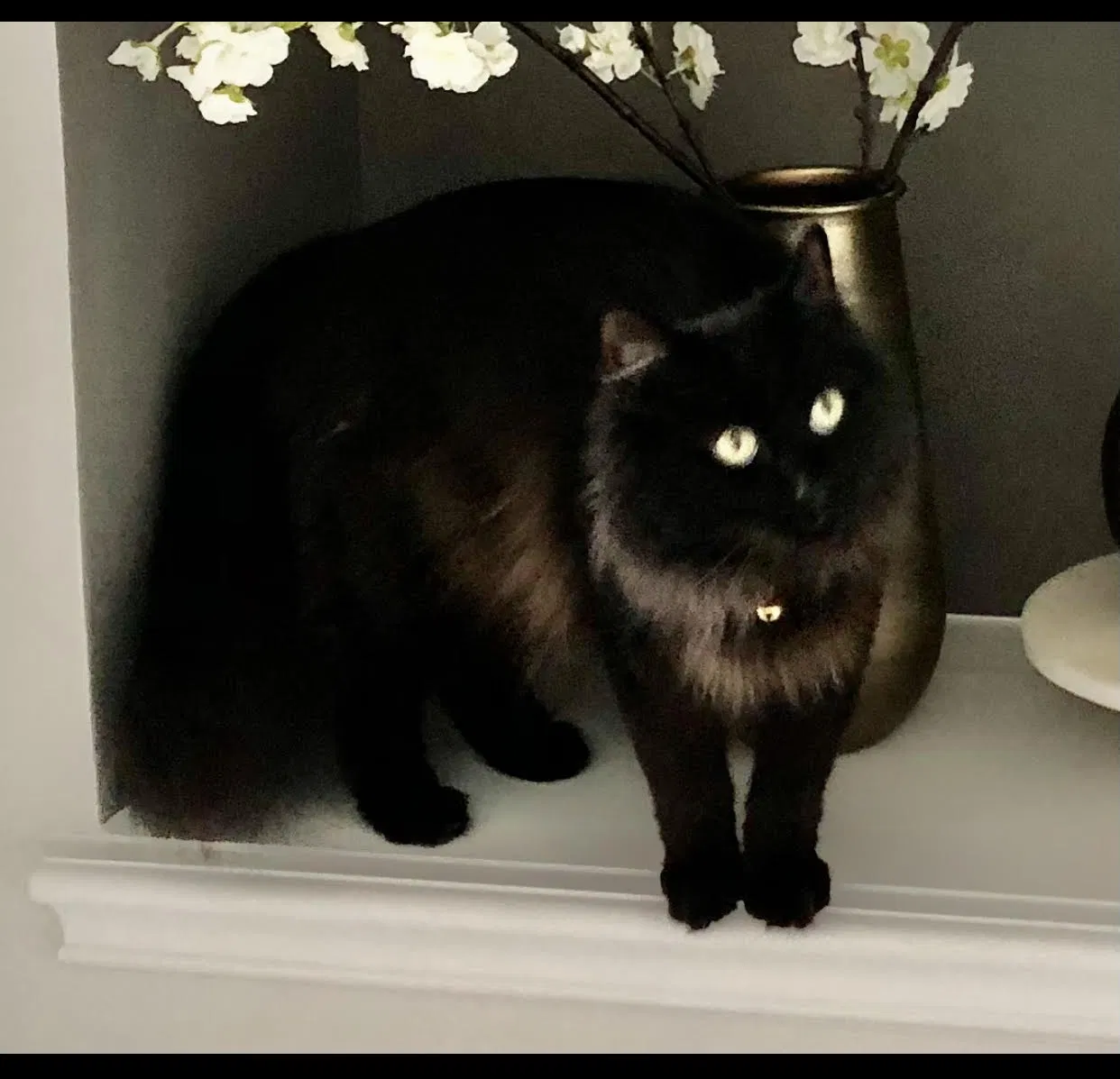 Lost cat in Humble, TX, 77346