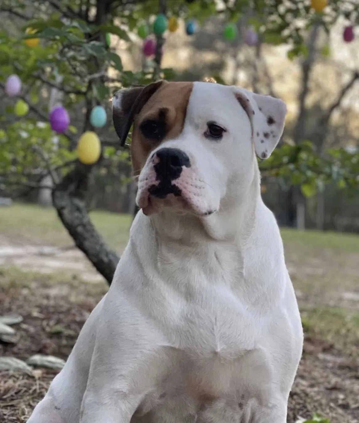 Lost dog in Aiken, SC, 29803