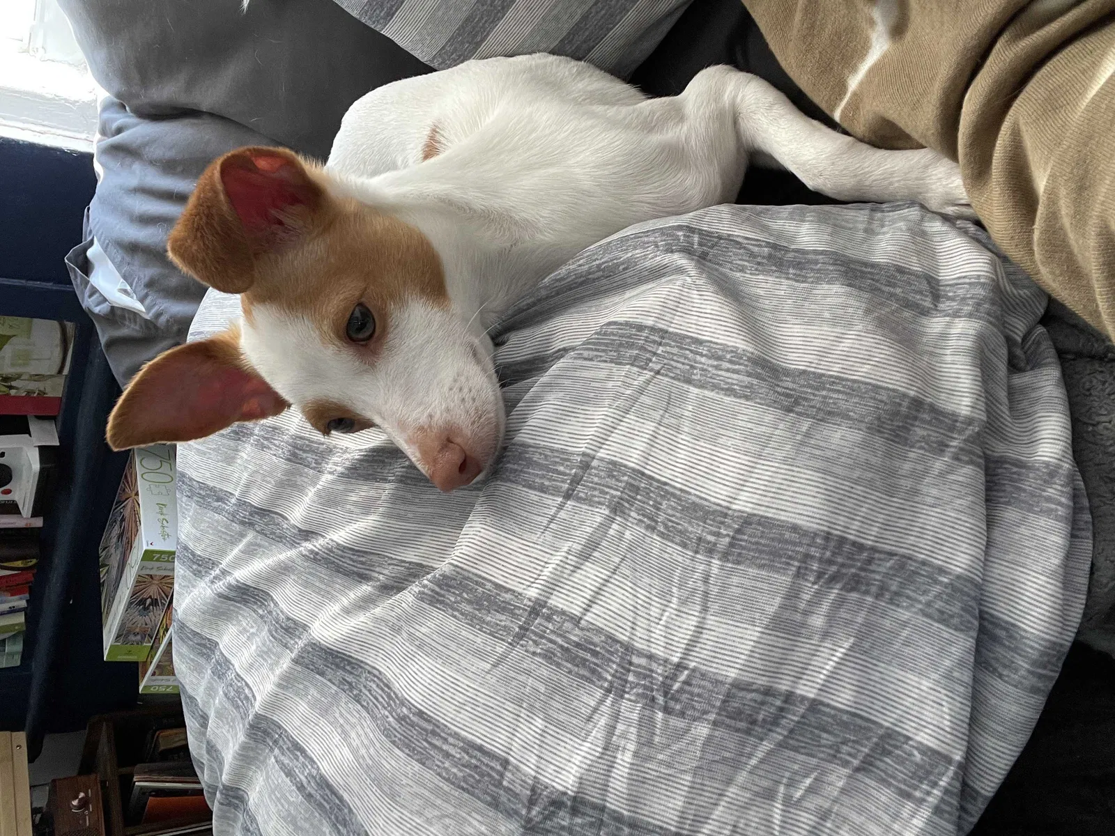 Lost dog in Lake Wales, FL, 33853