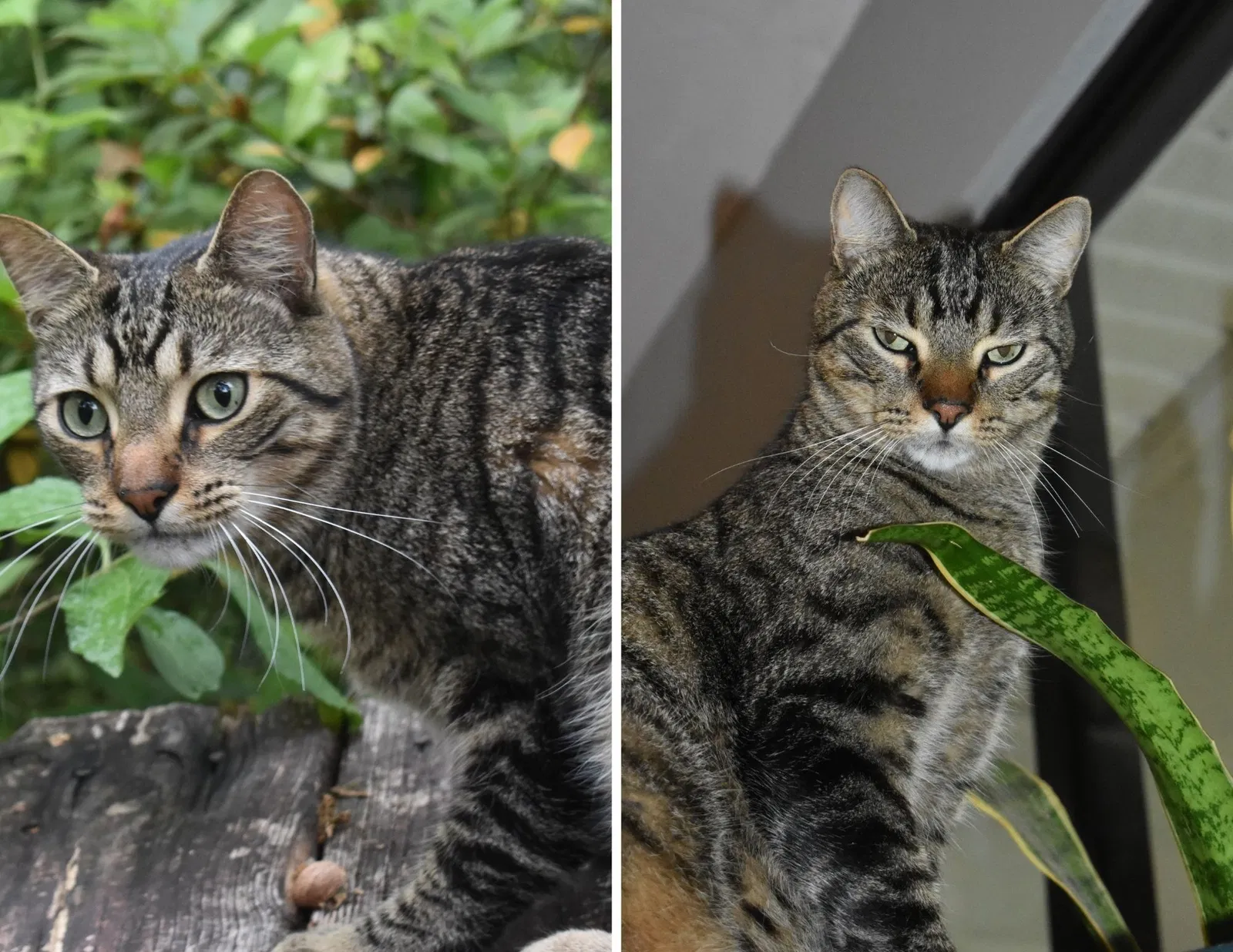 Lost cat in Gainesville, FL, 32605