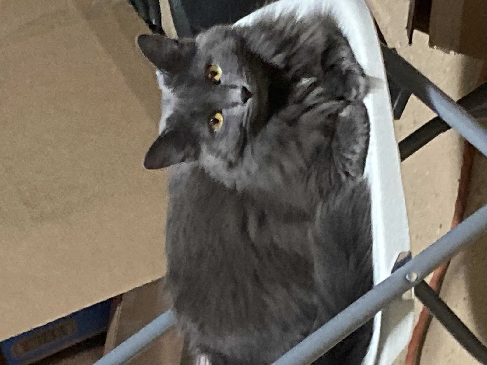 Lost cat in Greenwood, IN, 46142