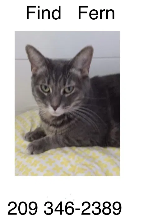 Lost cat in Tracy, CA, 95376