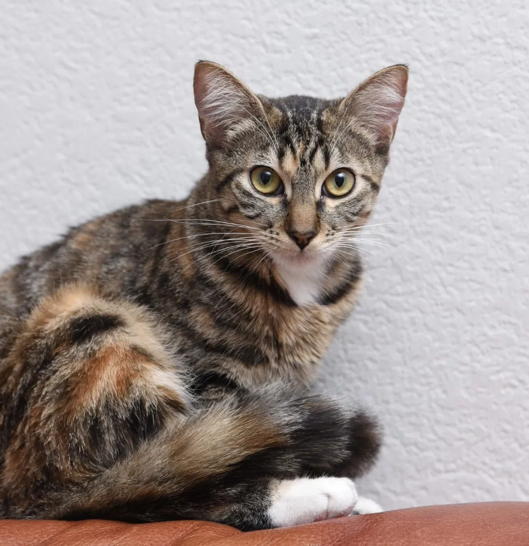 Lost cat in Sunnyvale, CA, 94089