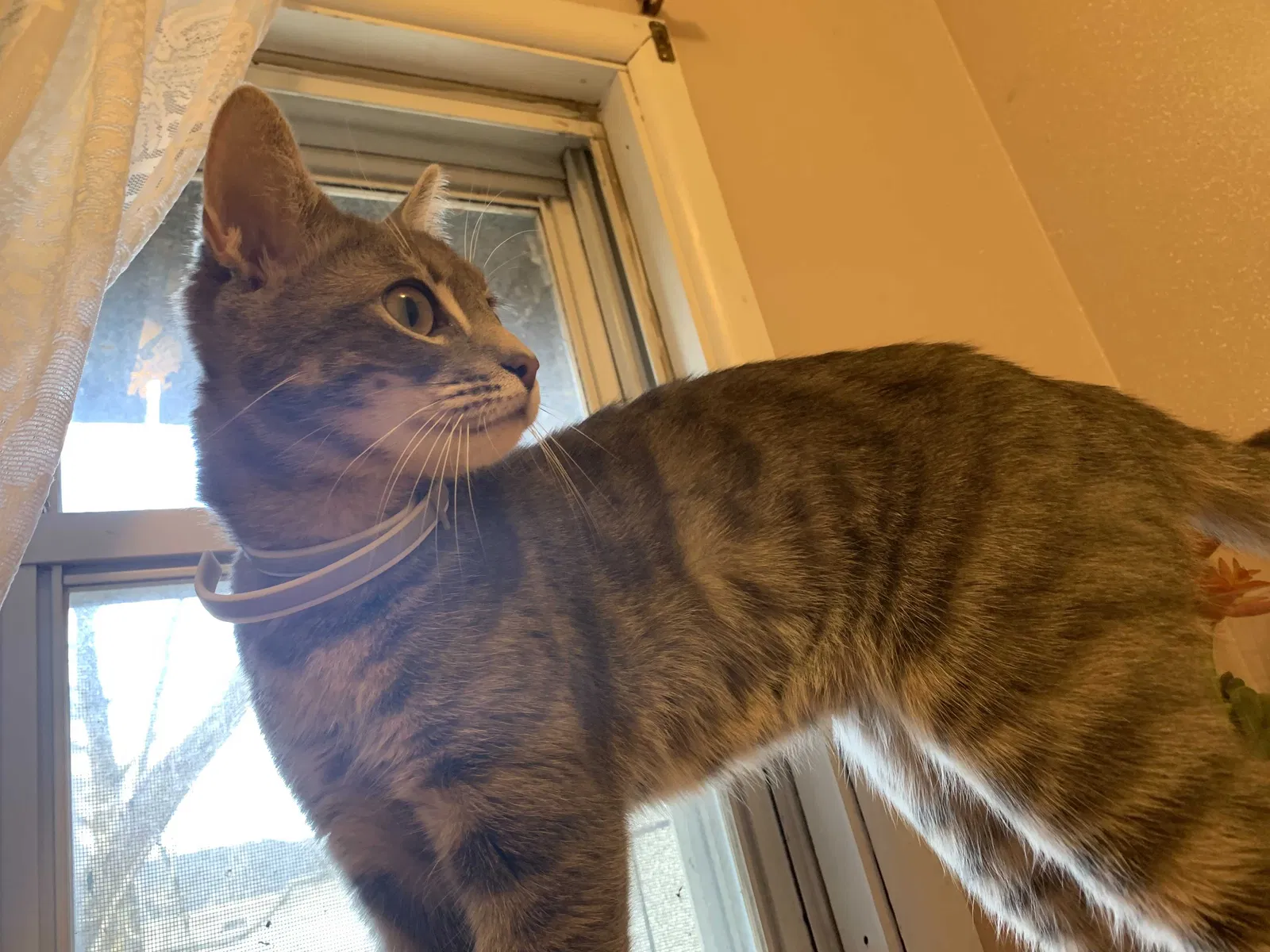 Lost cat in Wayne, NJ, 7470