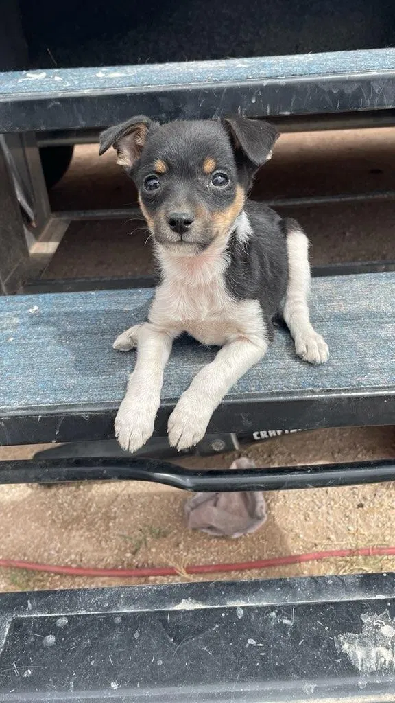 Lost dog in El Paso, TX, 79928