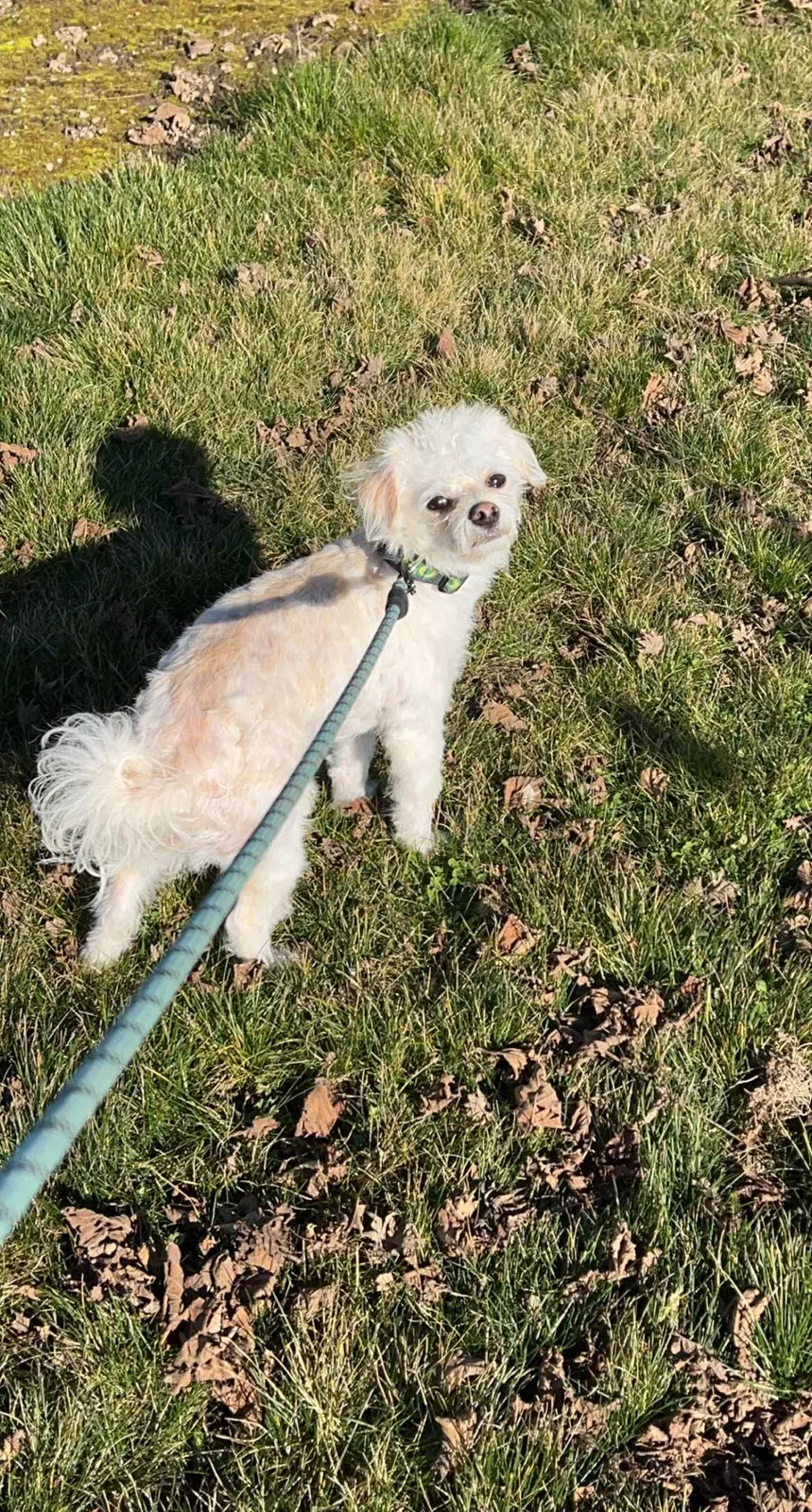 Lost dog in Mount Angel, OR, 97362