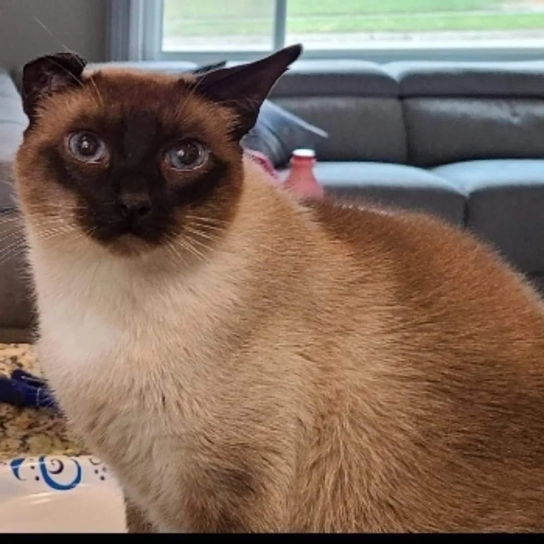 Lost cat in Des Moines, IA, 50310