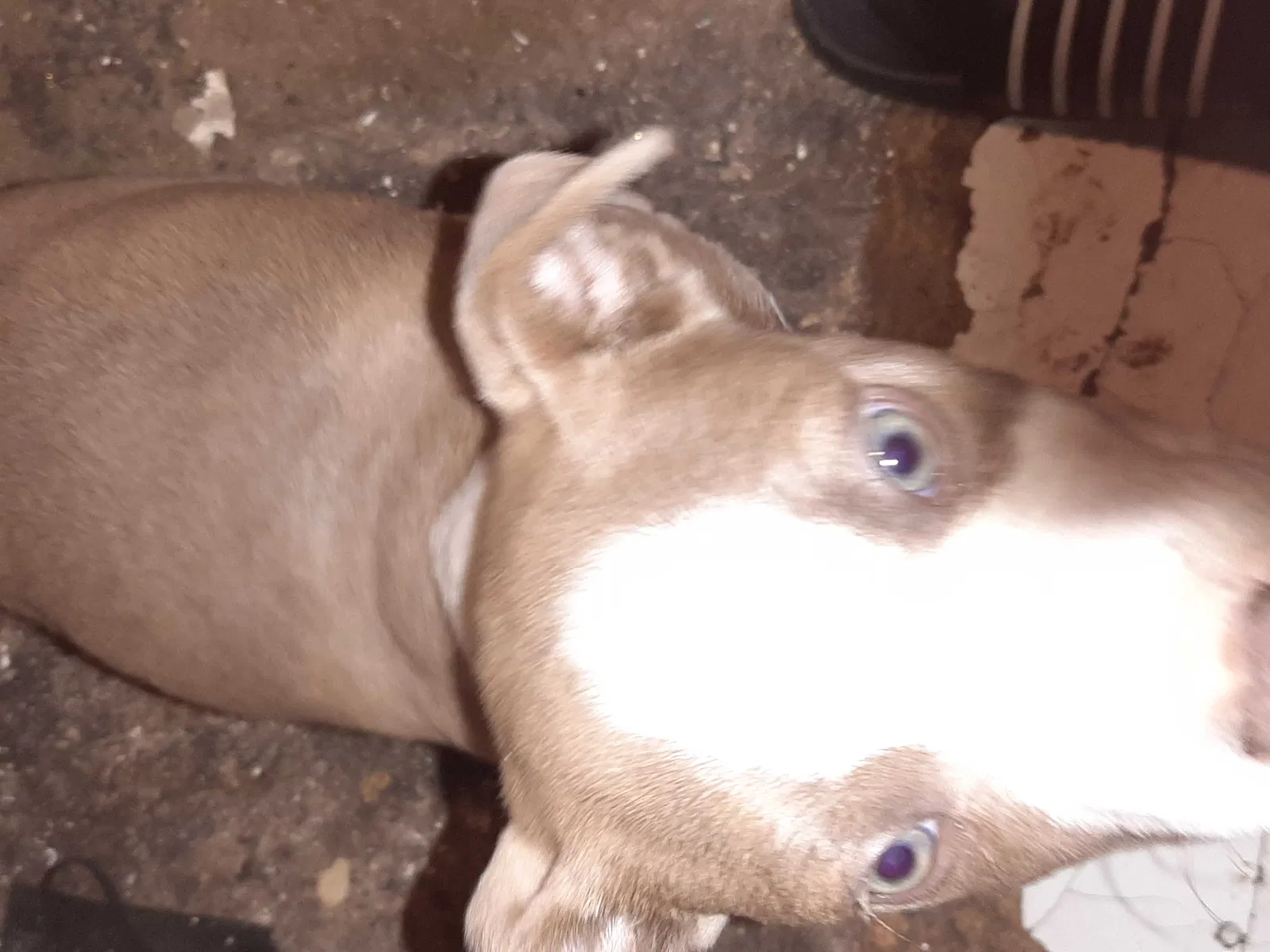 Lost dog in San Bernardino, CA, 92405